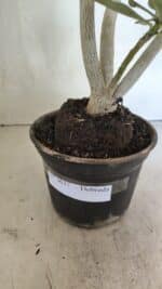 Planta Dobrada 3637 – 35cm – 03 anos - Imagem 7