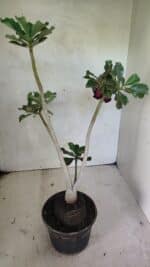 Planta Dobrada 3637 – 35cm – 03 anos - Imagem 6
