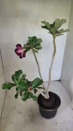 Planta Dobrada 3637 – 35cm – 03 anos - Imagem 5