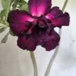 Planta Dobrada 3637 – 35cm – 03 anos