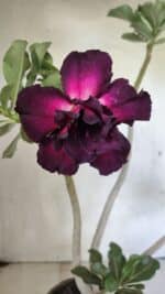 Planta Dobrada 3637 – 35cm – 03 anos