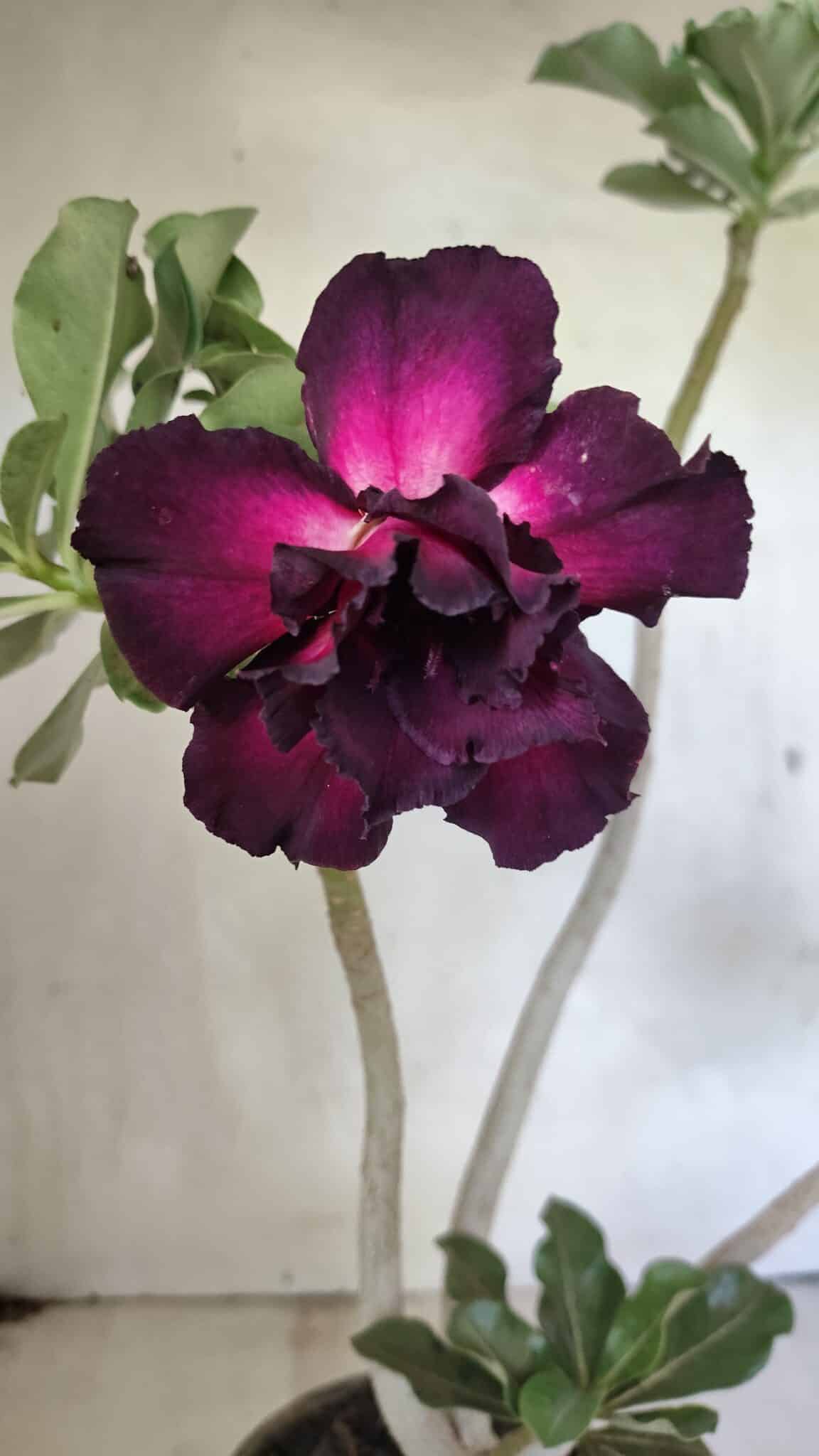 DOBRADA 3637 (6) Planta Dobrada 3637 – 35cm – 03 anos - Imagem 1