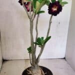 Planta Dobrada 3638 – 35cm – 03 anos