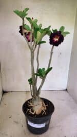 Planta Dobrada 3638 – 35cm – 03 anos