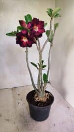 Planta Dobrada 3638 – 35cm – 03 anos - Imagem 4