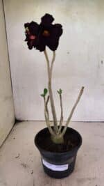 Planta Dobrada 3639 – 30cm – 02 anos - Imagem 2