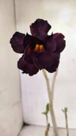 Planta Dobrada 3639 – 30cm – 02 anos