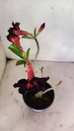 Planta Dobrada 3639 – 30cm – 02 anos - Imagem 4