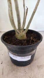 Planta Dobrada 3639 – 30cm – 02 anos - Imagem 7