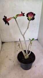 Planta Dobrada 3639 – 30cm – 02 anos - Imagem 5