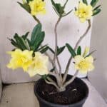 Planta Dobrada 3640 – 40cm – 03 anos