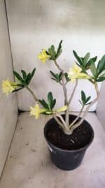 Planta Dobrada 3640 – 40cm – 03 anos - Imagem 6