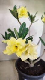 Planta Dobrada 3640 – 40cm – 03 anos - Imagem 4