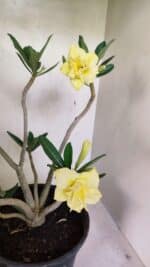 Planta Dobrada 3640 – 40cm – 03 anos - Imagem 5