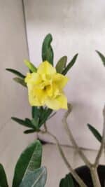 Planta Dobrada 3640 – 40cm – 03 anos - Imagem 3