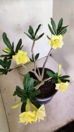 Planta Dobrada 3640 – 40cm – 03 anos - Imagem 11