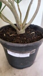 Planta Dobrada 3640 – 40cm – 03 anos - Imagem 10