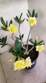 Planta Dobrada 3640 – 40cm – 03 anos - Imagem 9