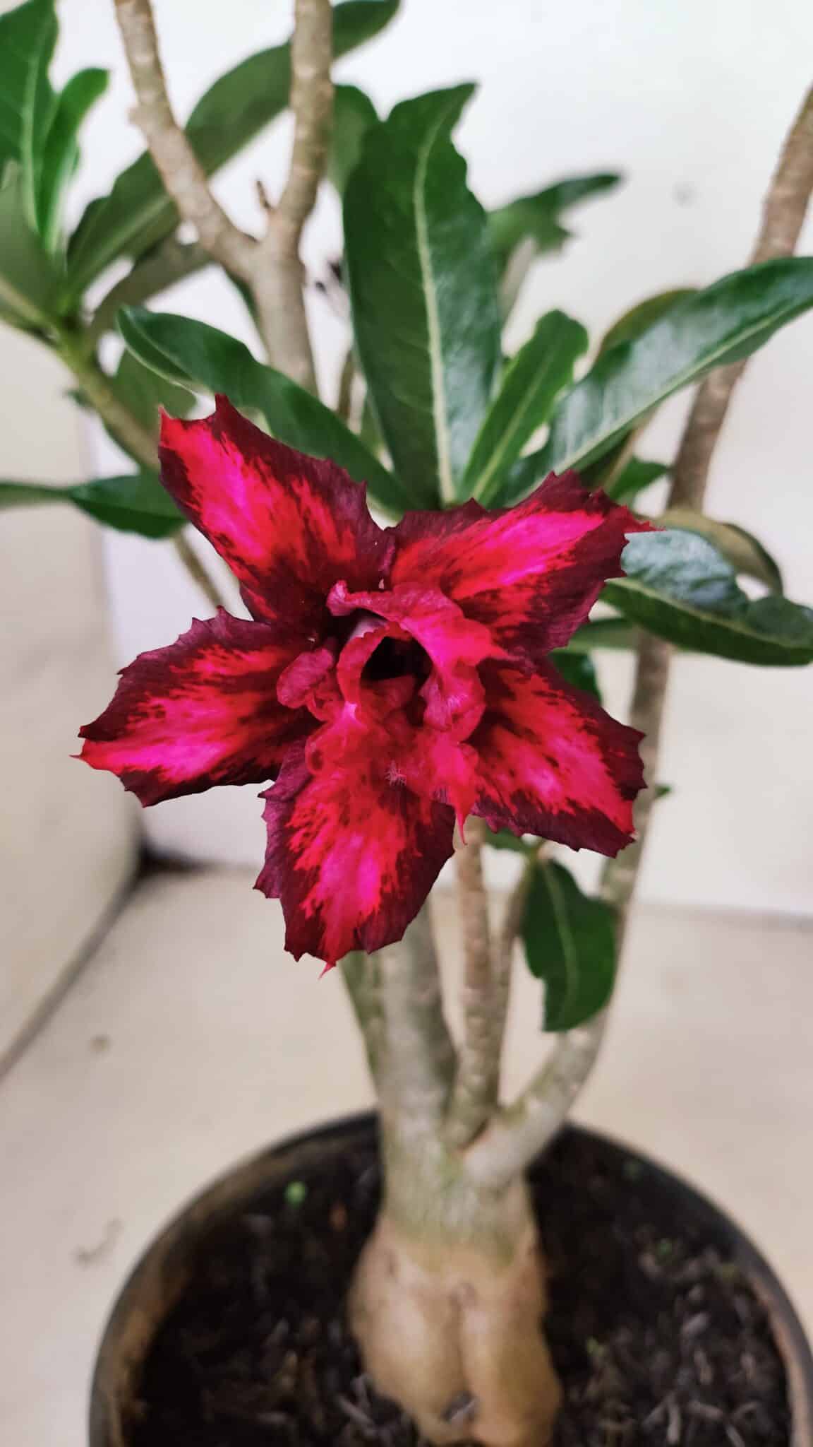 DOBRADA 3641 (2) Planta Dobrada 3641 – 35cm – 03 anos - Imagem 1