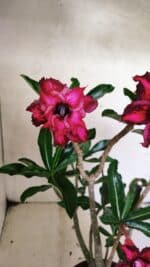 Planta Dobrada 3641 – 35cm – 03 anos - Imagem 5