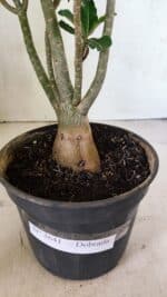 Planta Dobrada 3641 – 35cm – 03 anos - Imagem 8