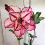 Planta Dobrada 3642 – 50cm – 04 anos