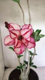 Planta Dobrada 3642 – 50cm – 04 anos