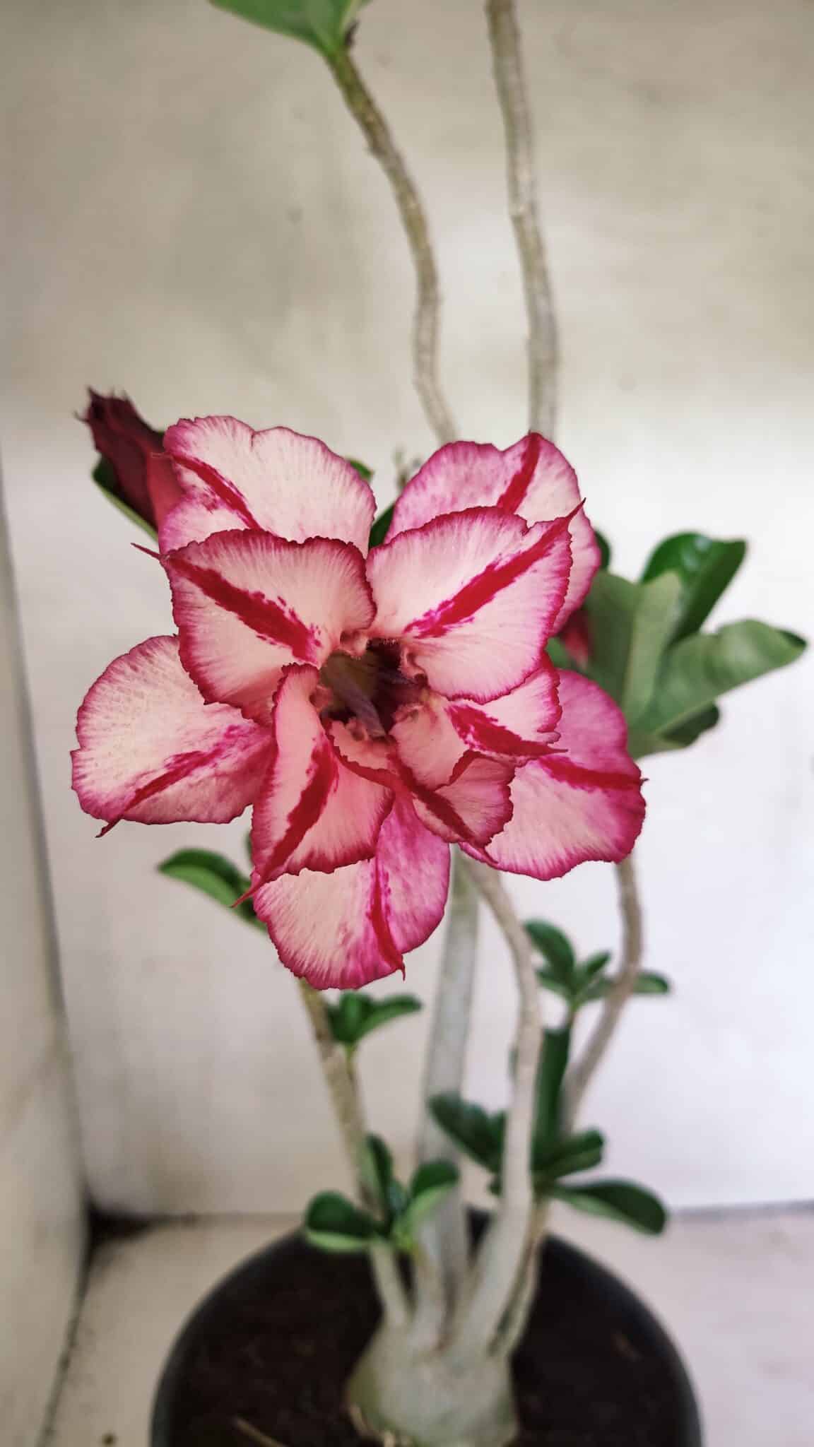 DOBRADA 3642 (2) Planta Dobrada 3642 – 50cm – 04 anos - Imagem 1