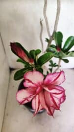 Planta Dobrada 3642 – 50cm – 04 anos - Imagem 4