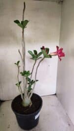 Planta Dobrada 3642 – 50cm – 04 anos - Imagem 6