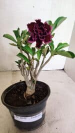 Planta Dobrada 3644 – 25cm – 01 ano - Imagem 2