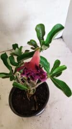 Planta Dobrada 3644 – 25cm – 01 ano - Imagem 4