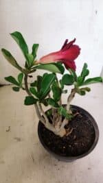 Planta Dobrada 3644 – 25cm – 01 ano - Imagem 8