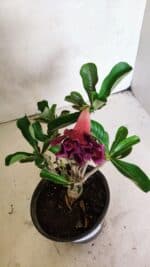 Planta Dobrada 3644 – 25cm – 01 ano - Imagem 6