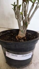 Planta Dobrada 3644 – 25cm – 01 ano - Imagem 5