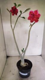 Planta Dobrada 3645 – 35cm – 03 anos - Imagem 2