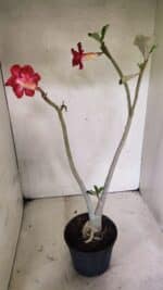 Planta Dobrada 3645 – 35cm – 03 anos - Imagem 6