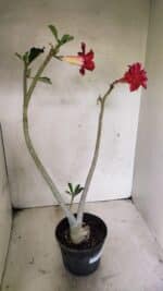 Planta Dobrada 3645 – 35cm – 03 anos - Imagem 5