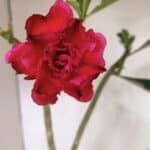 Planta Dobrada 3645 – 35cm – 03 anos