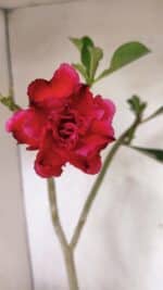 Planta Dobrada 3645 – 35cm – 03 anos