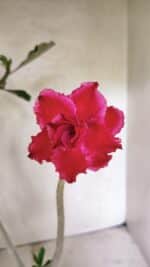 Planta Dobrada 3645 – 35cm – 03 anos - Imagem 4