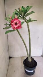 Planta Dobrada 3646 – 35cm – 03 anos - Imagem 2