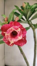 Planta Dobrada 3646 – 35cm – 03 anos