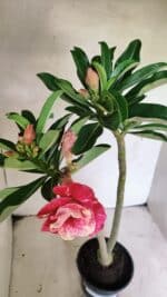 Planta Dobrada 3646 – 35cm – 03 anos - Imagem 4