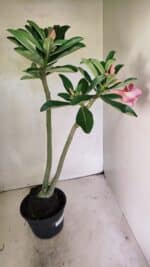 Planta Dobrada 3646 – 35cm – 03 anos - Imagem 5