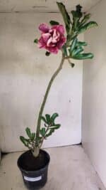 Planta Dobrada 3647 – 35cm – 03 anos - Imagem 2