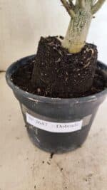 Planta Dobrada 3647 – 35cm – 03 anos - Imagem 7