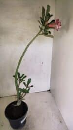 Planta Dobrada 3647 – 35cm – 03 anos - Imagem 6