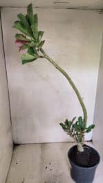 Planta Dobrada 3647 – 35cm – 03 anos - Imagem 5