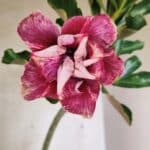 Planta Dobrada 3647 – 35cm – 03 anos